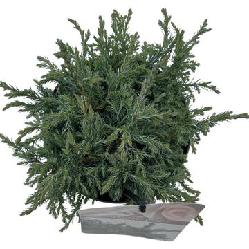 Chamaecyparis pisifera 'Baby Blue'