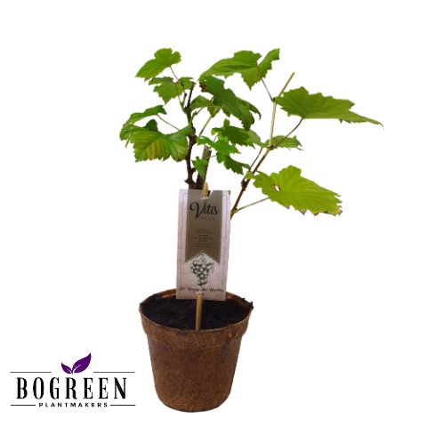 Vitis 'Supaga'