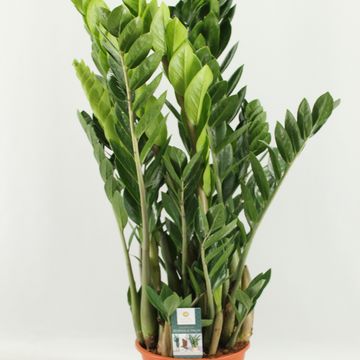 Zamioculcas zamiifolia