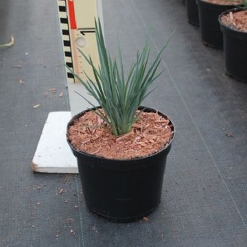 Dianella revoluta LITTLE REV