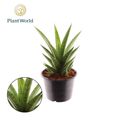 Sansevieria 'Lotus'