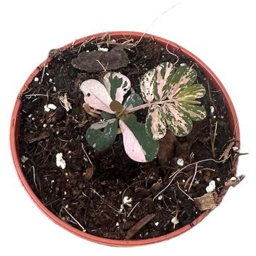 Phyllanthus urinaria 'Compacta Variegata'