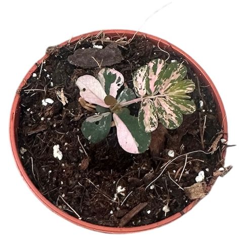 Phyllanthus urinaria 'Compacta Variegata'