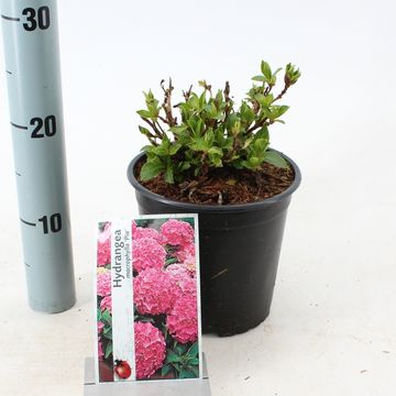 Hydrangea macrophylla 'Pia'