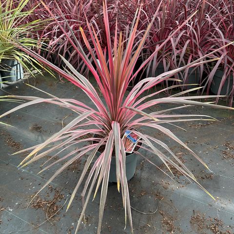 Cordyline australis 'Southern Splendour'