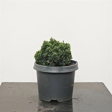 Chamaecyparis obtusa 'Elf'