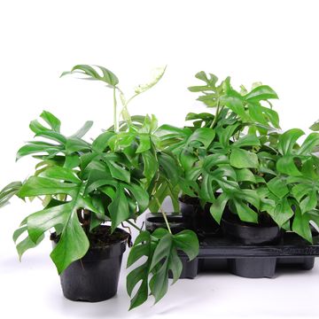 Rhaphidophora tetrasperma