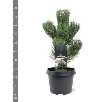 Pinus nigra 'Oregon Green'