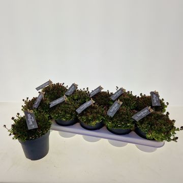 Saxifraga 'Marto Red'