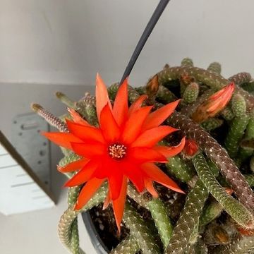 Chamaecereus luisramirezii