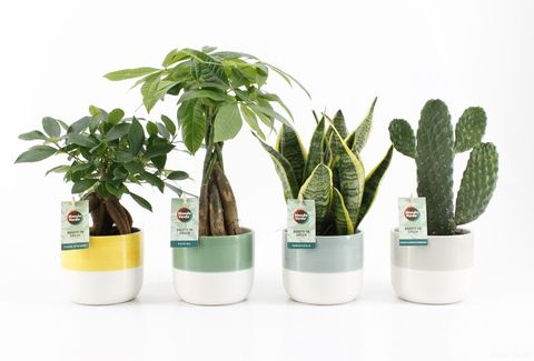 Houseplants MIX