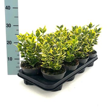 Euonymus japonicus MARIEKE