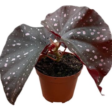 Begonia palmata