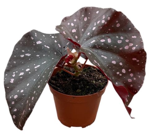 Begonia palmata