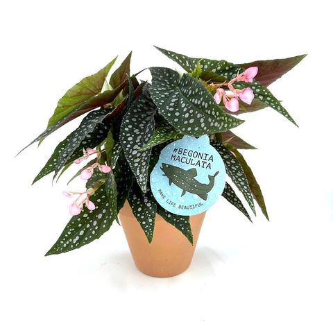 Begonia maculata 'Silver Spot'