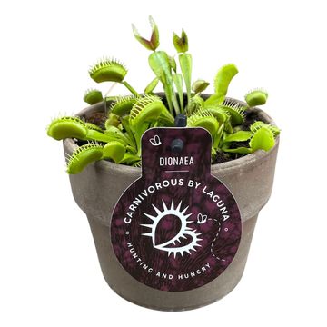 Dionaea muscipula