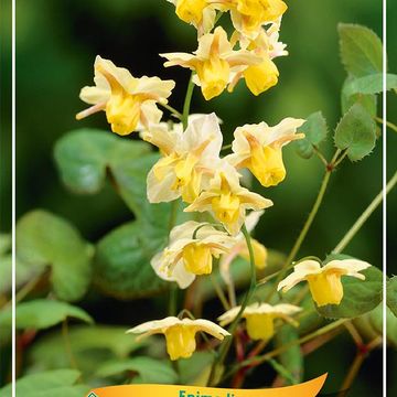 Epimedium x versicolor 'Sulphureum'