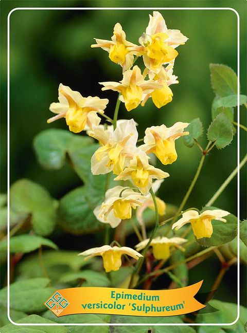 Epimedium x versicolor 'Sulphureum'