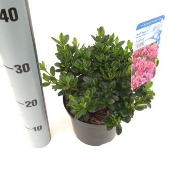 Rhododendron 'Melina'