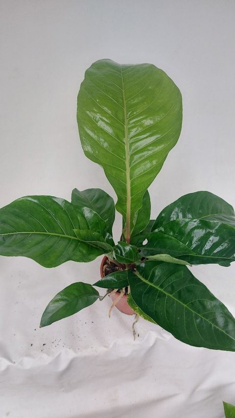 Anthurium plowmanii