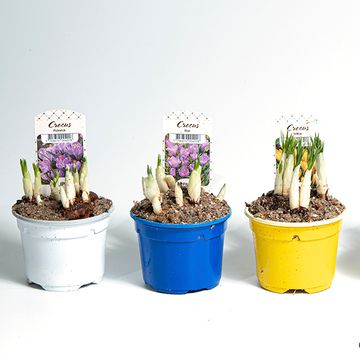 Crocus MIX