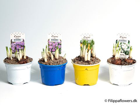 Crocus MIX