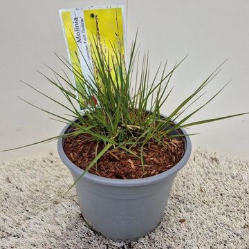 Molinia caerulea 'Edith Dudszus'
