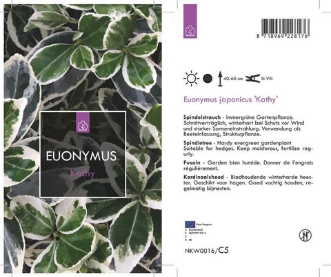 Euonymus japonicus 'Kathy'