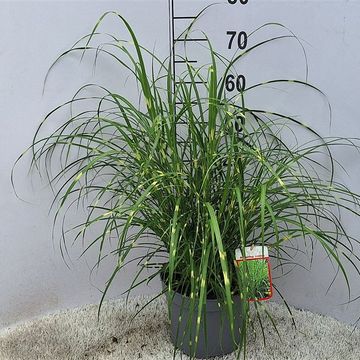 Miscanthus sinensis 'Strictus'