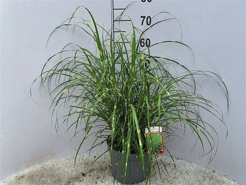 Miscanthus sinensis 'Strictus'