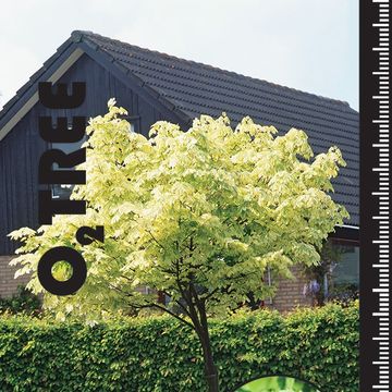 Acer platanoides 'Drummondii'