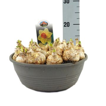 Narcissus 'Brackenhurst'