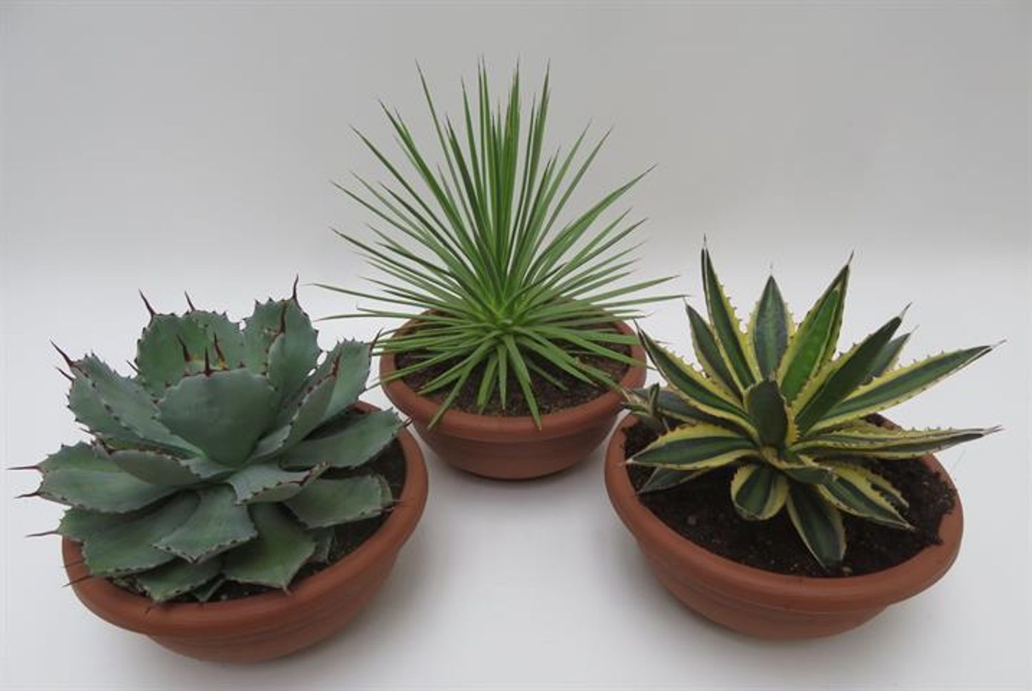 Agave MIX — Plant Wholesale FlorAccess