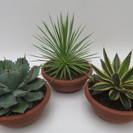 Agave MIX