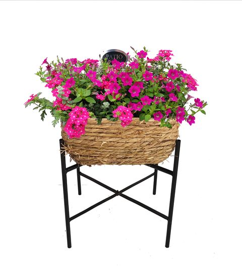 Plantes vivaces MIX IN POT