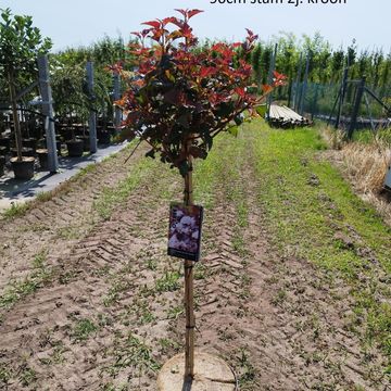 Physocarpus opulifolius LADY IN RED