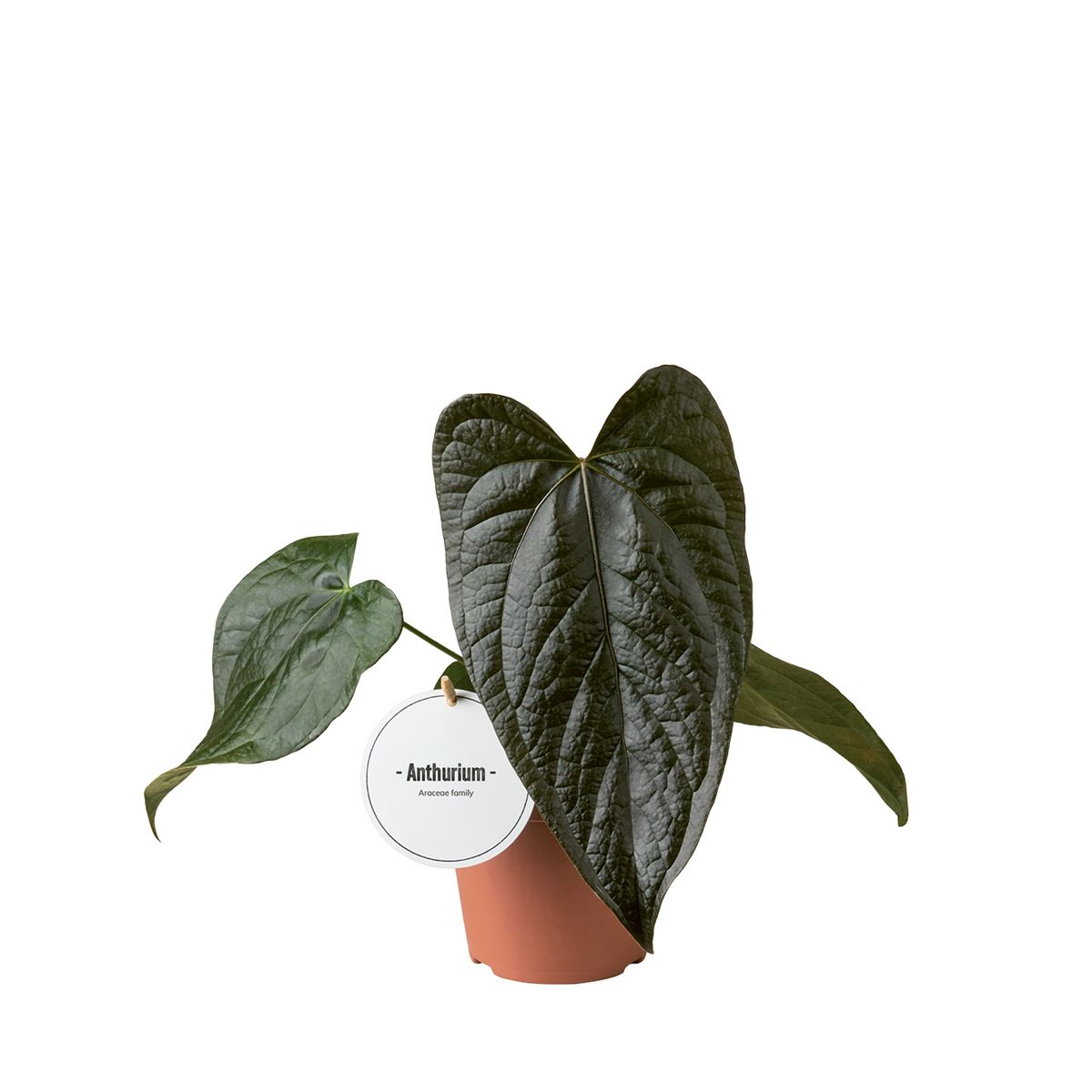 Anthurium 'Queen of Hearts' — Plant Wholesale FlorAccess Anthurium 'Queen of Hearts' — Plant Wholesale FlorAccess