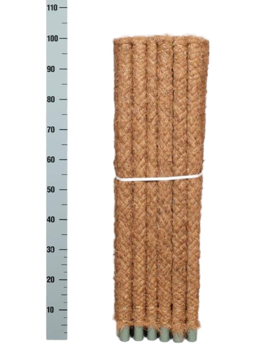 Moss pole — Plant Wholesale FlorAccess