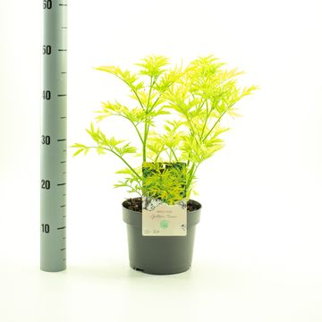 Sambucus nigra GOLDEN TOWER