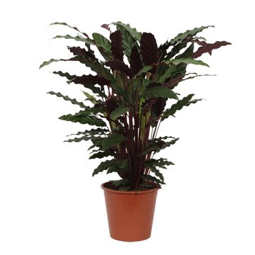 Calathea rufibarba 'Wavestar'