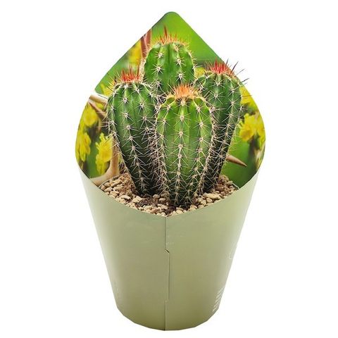 Pachycereus pecten-aboriginum