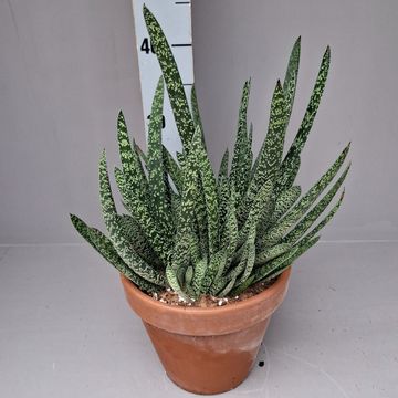 Gasteria carinata verrucosa