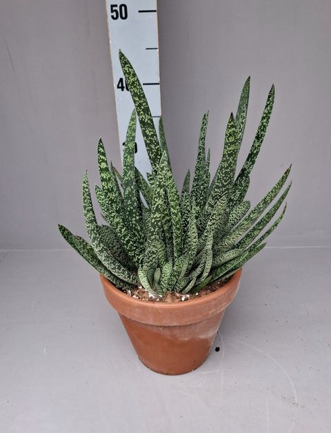 Gasteria carinata verrucosa