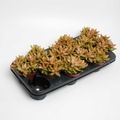 Sedum adolphii