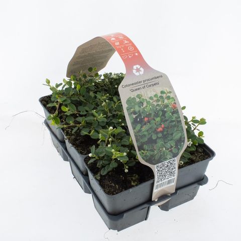 Cotoneaster procumbens 'Queen of Carpets'