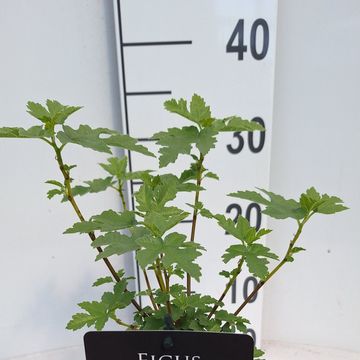 Ficus johannis afghanistanica 'Silver Lyre'