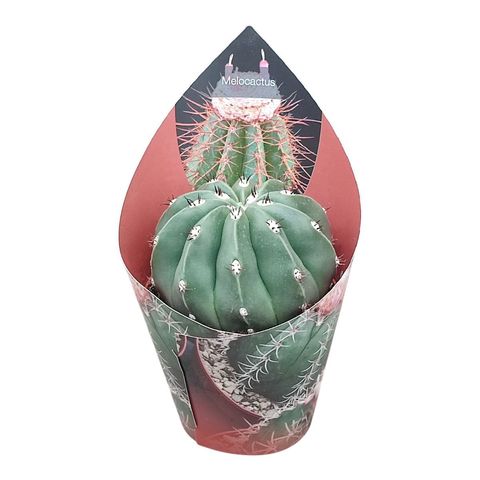 Melocactus maxonii inermis