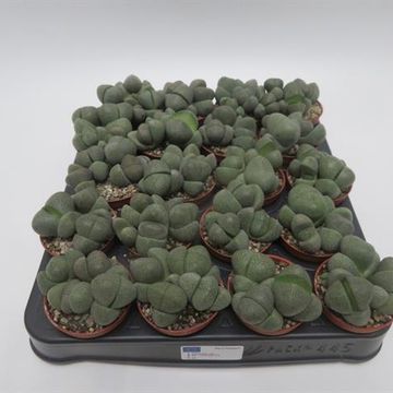 Pleiospilos nelii