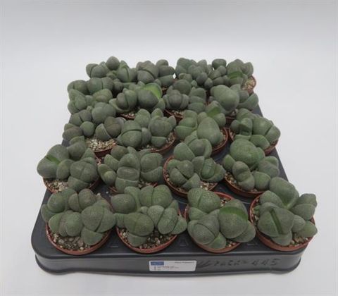 Pleiospilos nelii