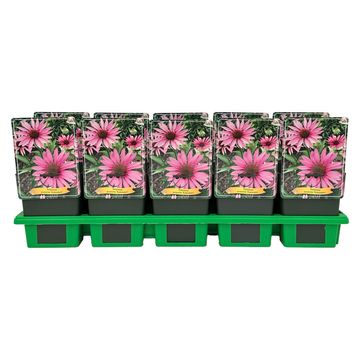 Echinacea purpurea 'Rubinstern'